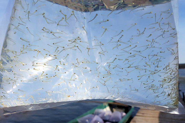 Ostseeschnäpel eingesetzt